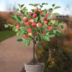 Appelboom Malus Domestica Jonagold Op