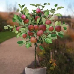 Appelboom Malus Domestica Rode Boskoop