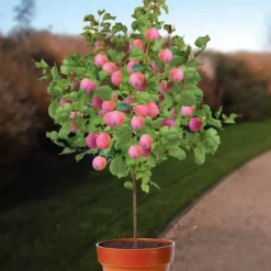 Pruimenboom Prunus Domestica Aprimira