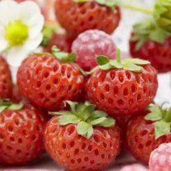 Aardbeienplant Mieze Schindler 7cm Pot X 5