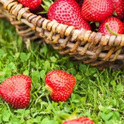 Aardbeienplant Evie 2 Pot 7cm X 5