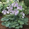 Hosta Blue Mouse Ears 13 Cm