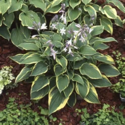 Hosta Fortunei 'Aureomarginata' 13 Cm