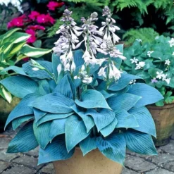 Hosta Tardiana Halcyon 13 Cm