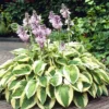 Hosta Wide Brim 13 Cm