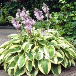 Hosta Wide Brim 13 Cm