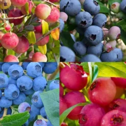 Bosbessencollectie Vaccinium