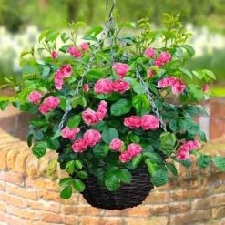 Fairy Roos Roze Met Mand