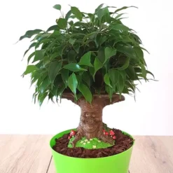 Ficus Benjamina Sprookjesboom