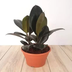 Ficus Elastica Abidjan