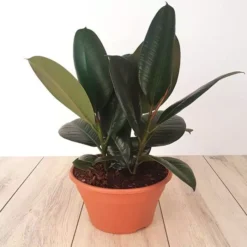Ficus Elastica Robusta