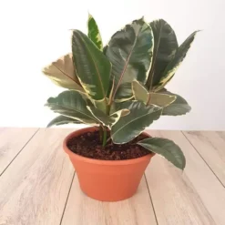 Ficus Elastica Tineke