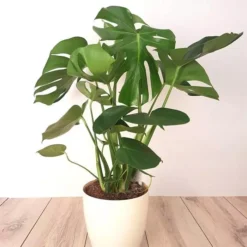 Monstera Deliciosa Gatenplant