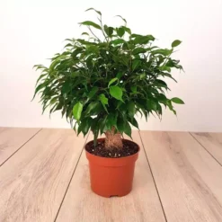 Ficus Benjamina Green Kinky Jute 12cm