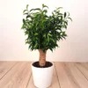 Ficus Natasja Jute Op Stam