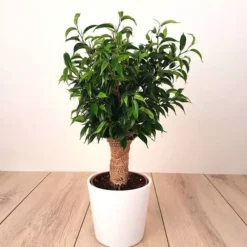 Ficus Natasja Jute Op Stam