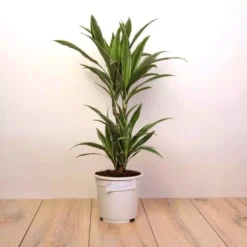 Dracaena Warneckei