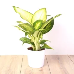 Kamerplanten Set X 3 -Tuinplanten fd19327wh jpg