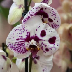 Phalaenopsis Spotted Harlequin 11 Cm