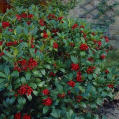 Skimmia Japonica 19 Cm Pot