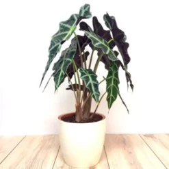 Alocasia Polly17 Cm
