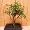 Bonsai Zanthoxylum (9 Jaar Oud)