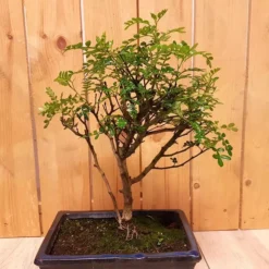 Bonsai Zanthoxylum (9 Jaar Oud)