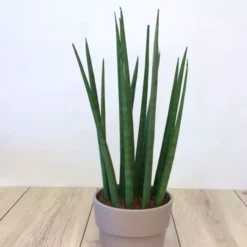 Sansevieria Cylindrica Skyline