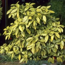 Acuba Japonica Crotonifolia Golden King