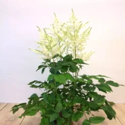 Astilbe Arendsii White 15 Cm Pot