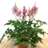 Astilbe Arendsii Red 13 Cm Pot