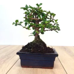 Bonsai Carmona 15cm Pot