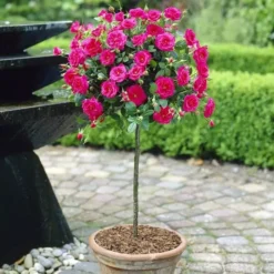 Standard Pot Rose Pink 120/140 Cm