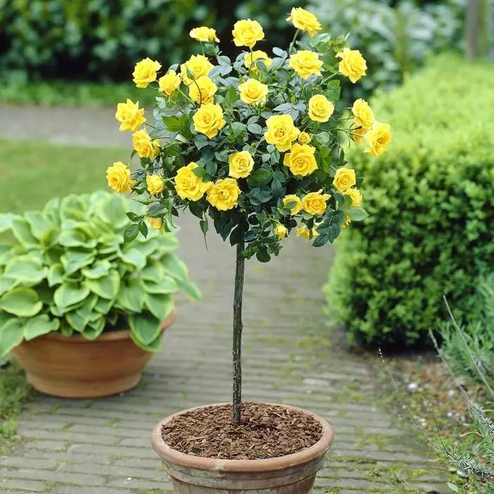 Standard Pot Rose Yellow 120/140 Cm 1 Standard Pot Rose Yellow 120/140 Cm