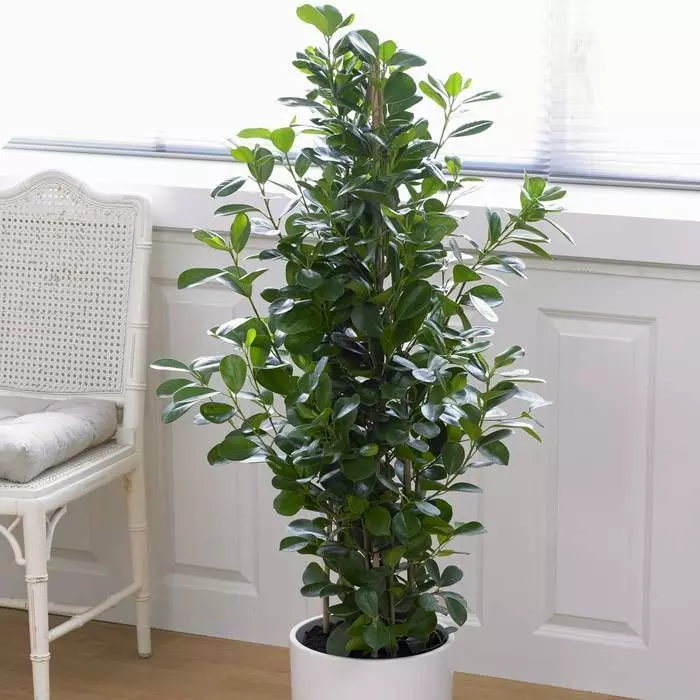 Ficus (microcarpa) Moclame 1 Ficus (microcarpa) Moclame