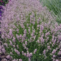 Lavender Angustifolia Rosea 9 Cm Pot
