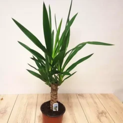 Yucca Elephantipes Palmlelie