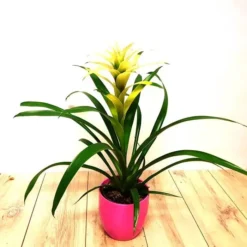 Bromelia Wit