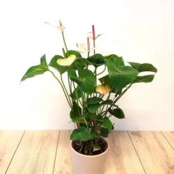 Anthurium Flamingoplant Elegance
