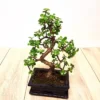Crassula Bonsai