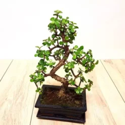 Crassula Bonsai