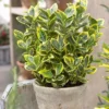 Euonymus Japonicus Aureus 13 Cm Pot