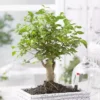 Bonsai Ligustrum Nitida Broom 15 Cm Pot