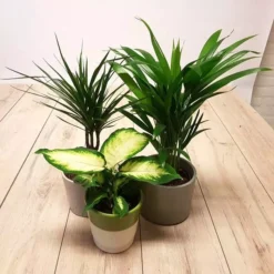 Kamerplanten Set X 3