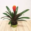 Bromelia Focus