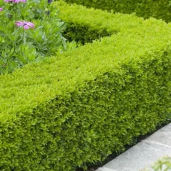 Buxus Sempervirens Hedge 9 Cm Pot