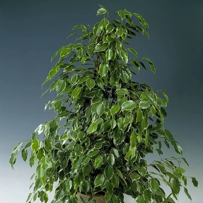 Ficus Benjamina Golden King 1 Ficus Benjamina Golden King