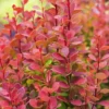 Berberis Thunbergii Orange Rocket X 5