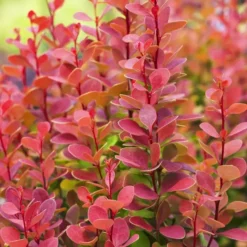 Berberis Thunbergii Orange Rocket X 5