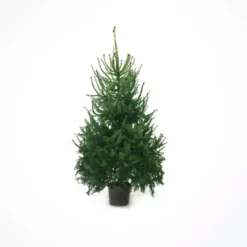 Servische Spar Picea Omorika